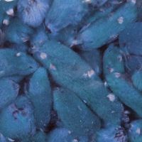 Почки вербы декоративные, натуральные, цвет синий 50гр.  Айрис 7708971/YW179														