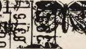 Лента х/б "Бабочки" 25мм, 25мм*5м (хлопок)  ГЕЛА VR25.717														