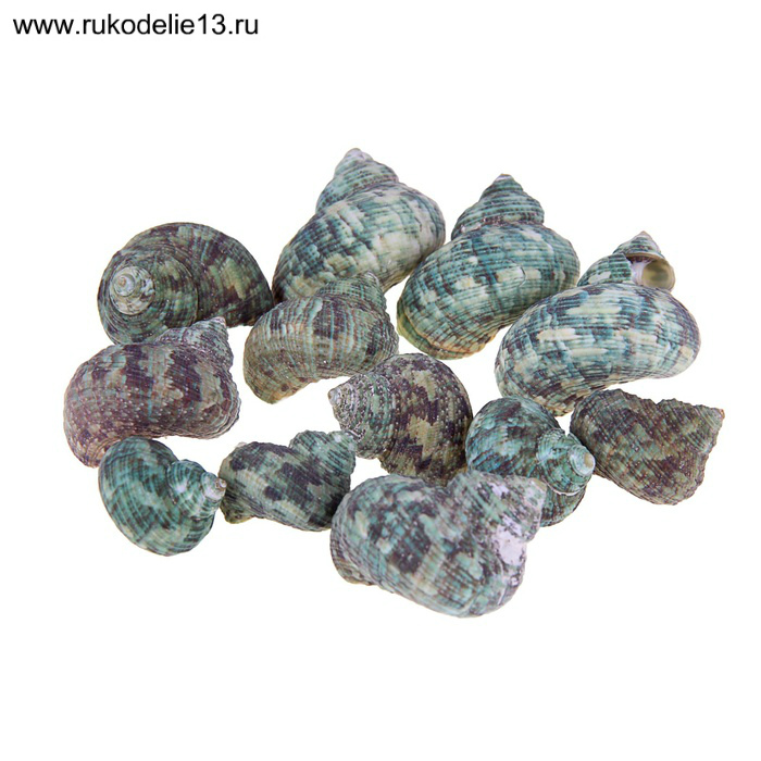 Ракушка зеленая 100г. в пакете 1152495
