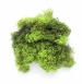 Мох светло-зеленый 50гр  